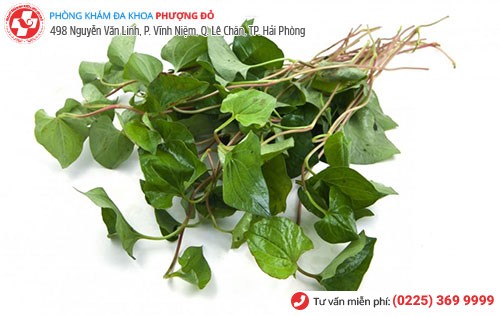 Chữa trĩ bằng rau diếp cá